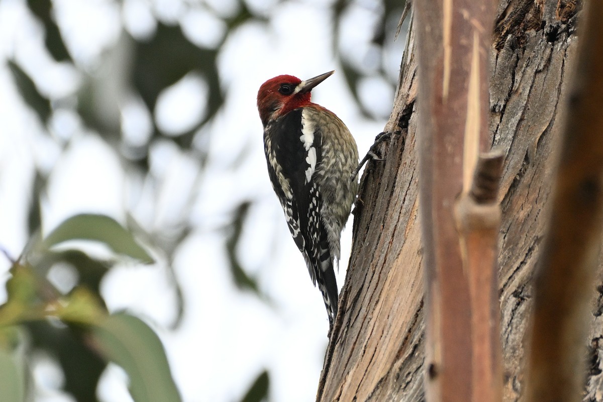 Red-breasted Sapsucker - ML645378813
