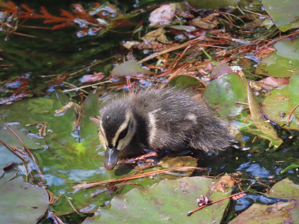 Pacific Black Duck - ML645378815