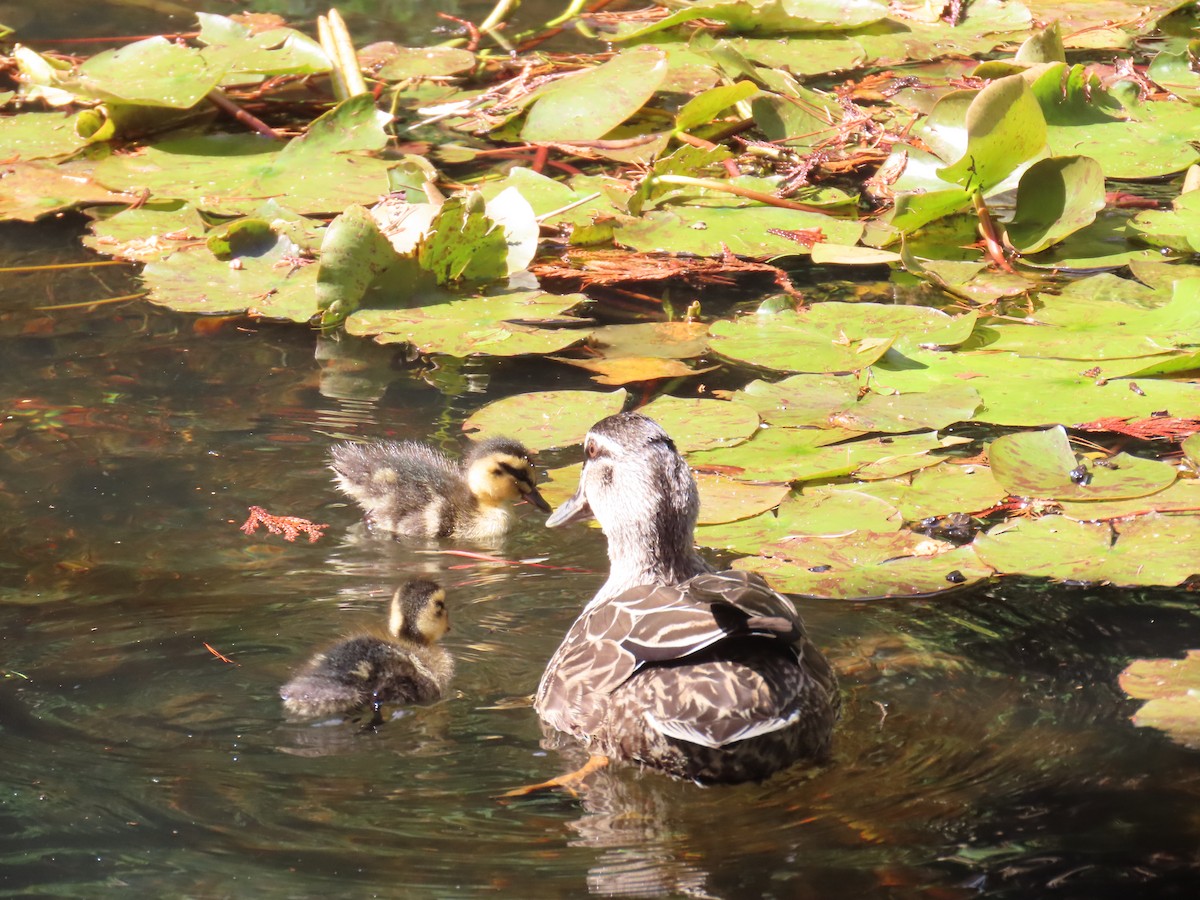 Pacific Black Duck - ML645378817