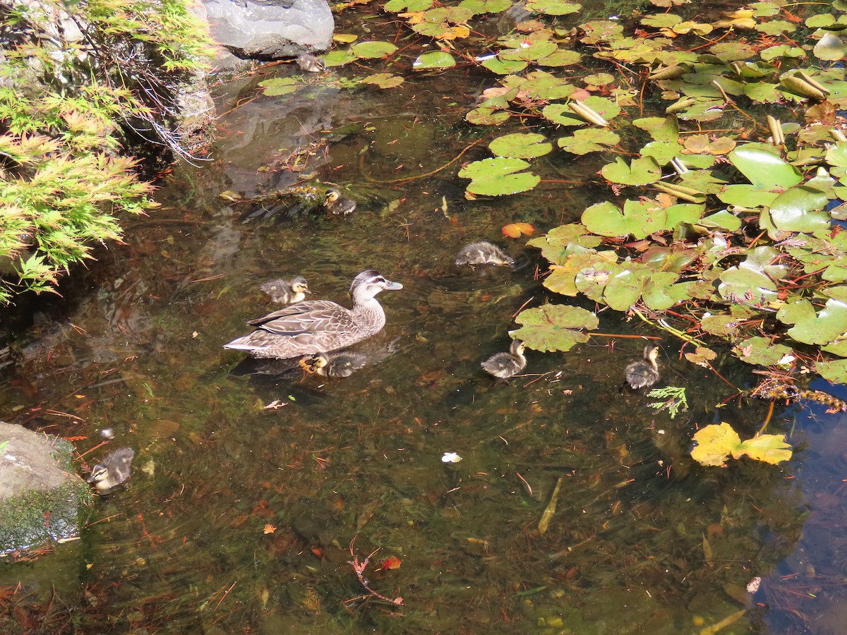 Pacific Black Duck - ML645378821