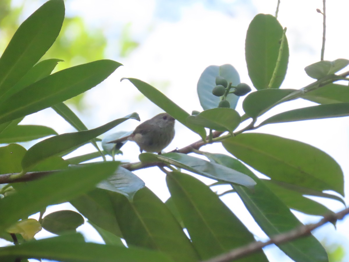 Brown Thornbill - ML645378823