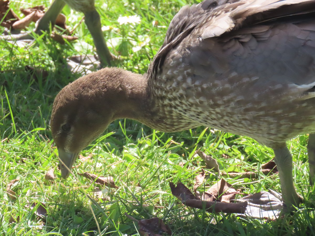 Maned Duck - ML645378832