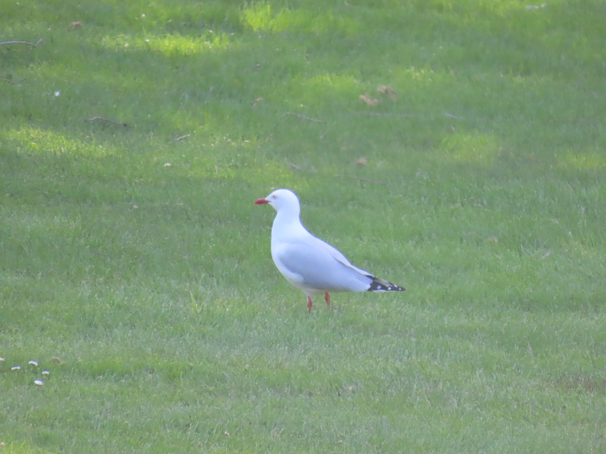 Silver Gull - ML645378835