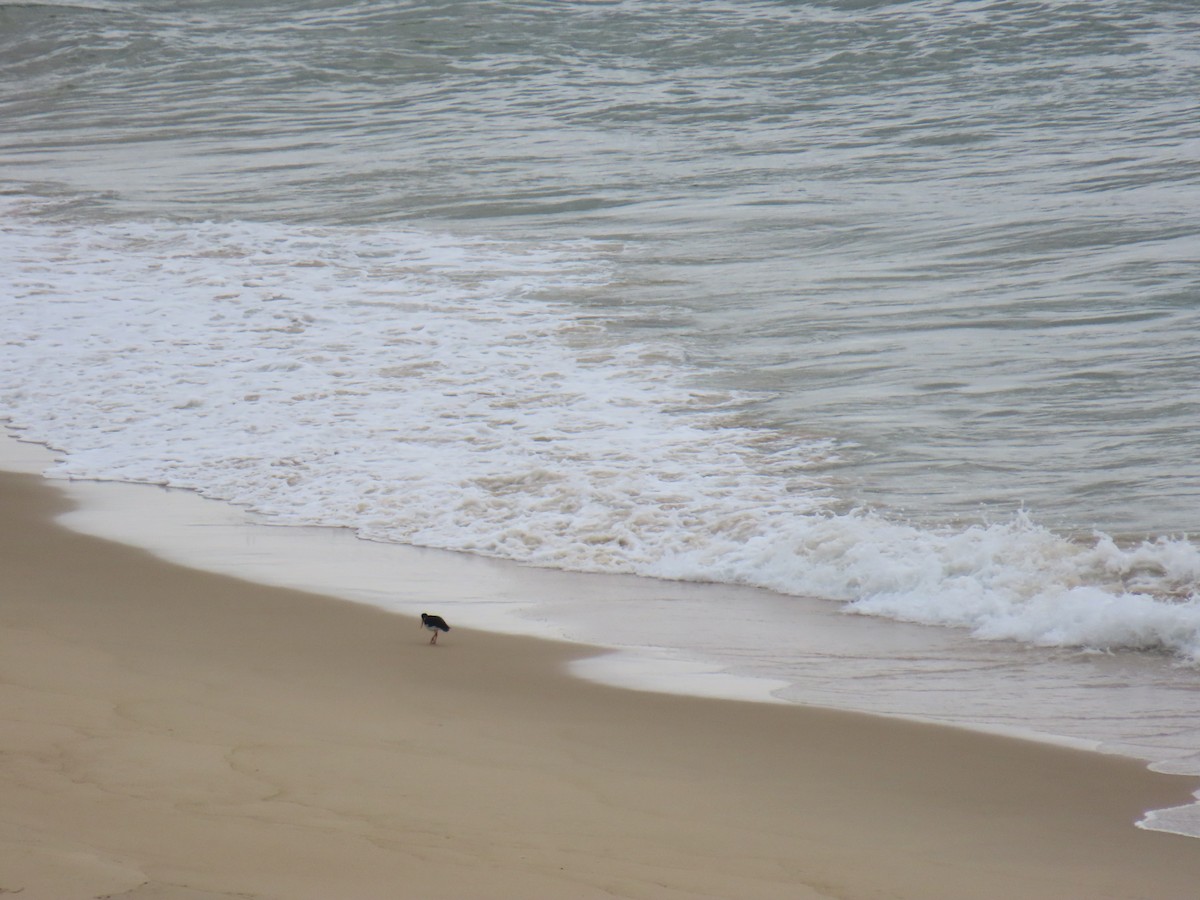Pied Oystercatcher - ML645378853
