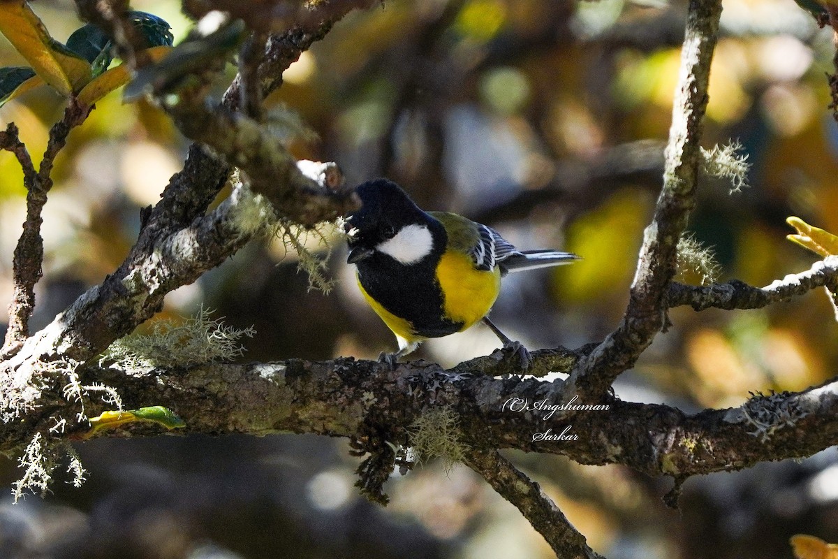 Bergkohlmeise - ML645378861