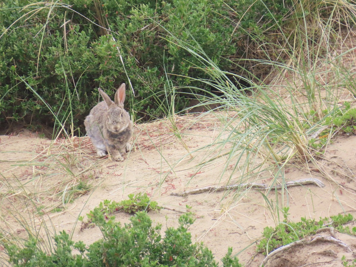 European Rabbit - ML645378862