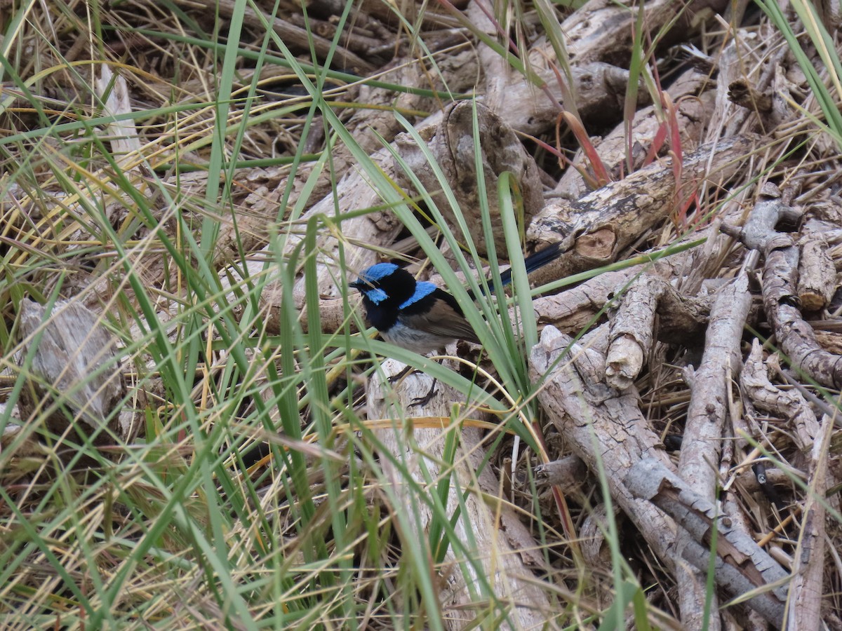 Maluro Soberbio - ML645378875