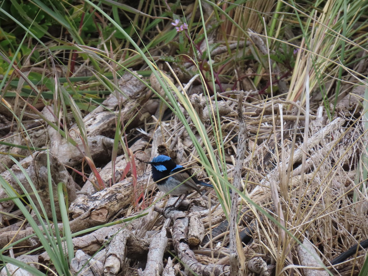 Maluro Soberbio - ML645378876