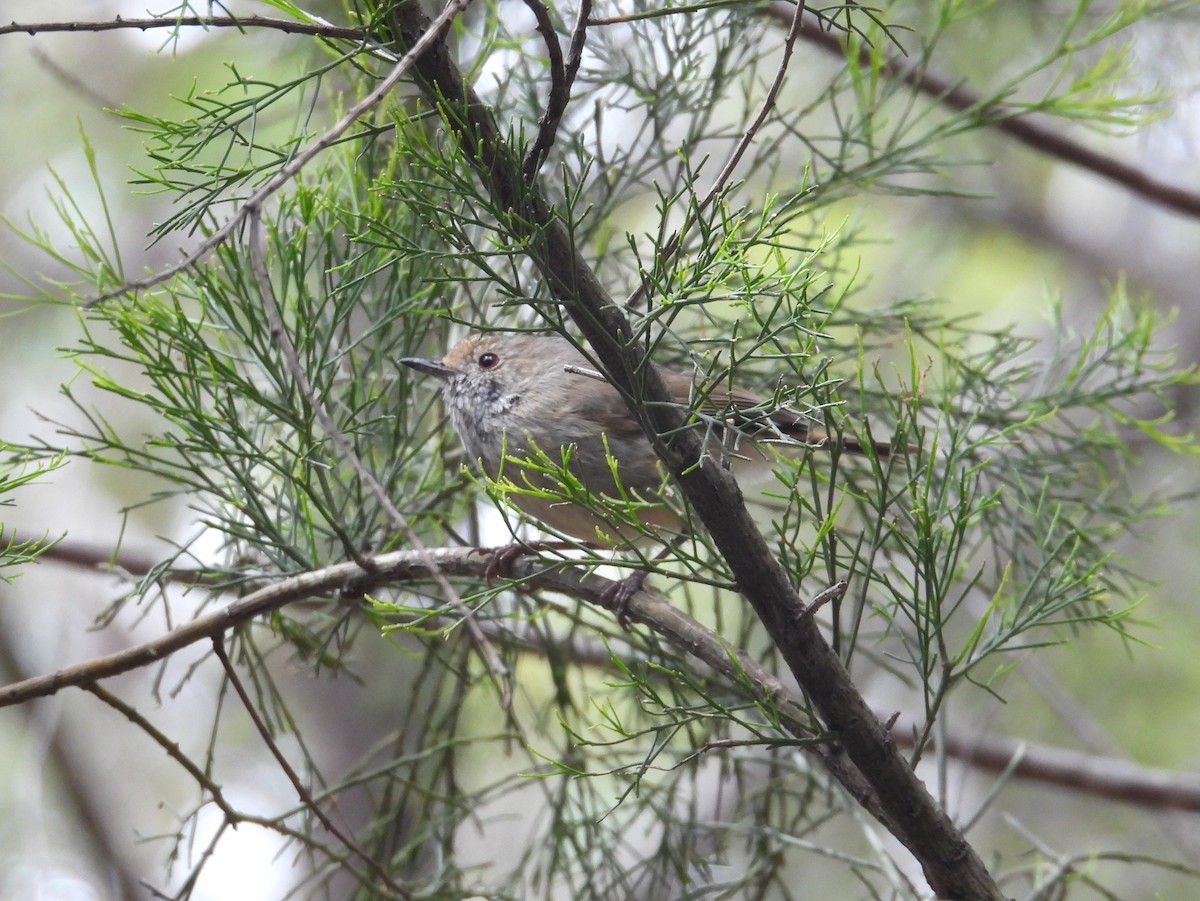 Acantiza Parda - ML645378882