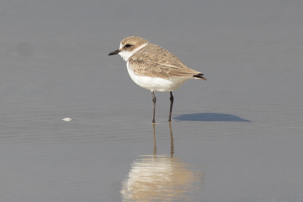 Chorlitejo Patinegro - ML645378883