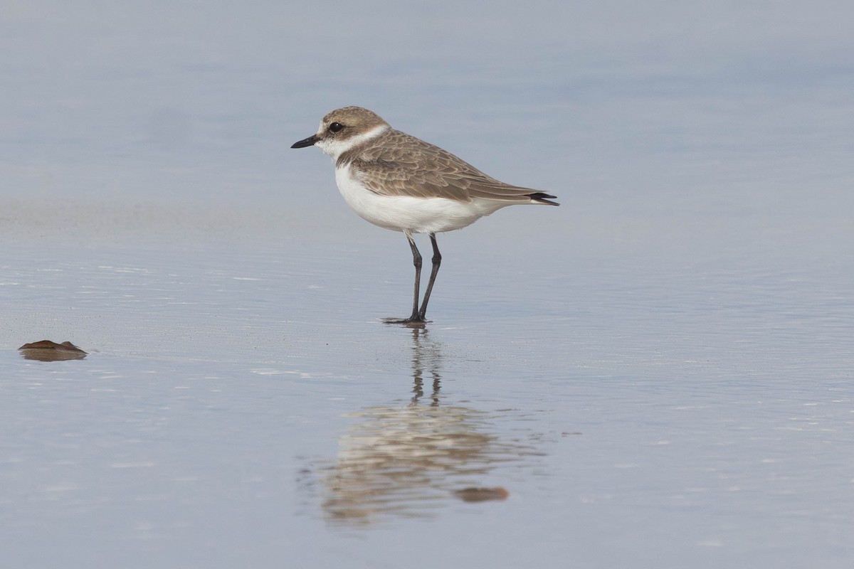 Chorlitejo Patinegro - ML645378884