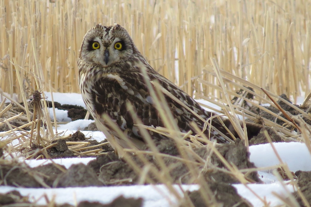 Búho Campestre - ML645378885