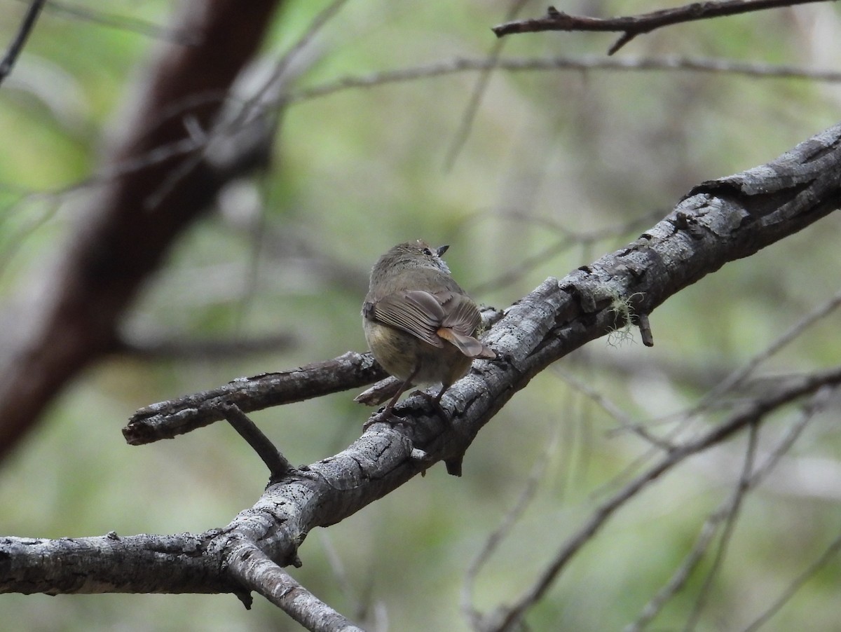 Acantiza Parda - ML645378886