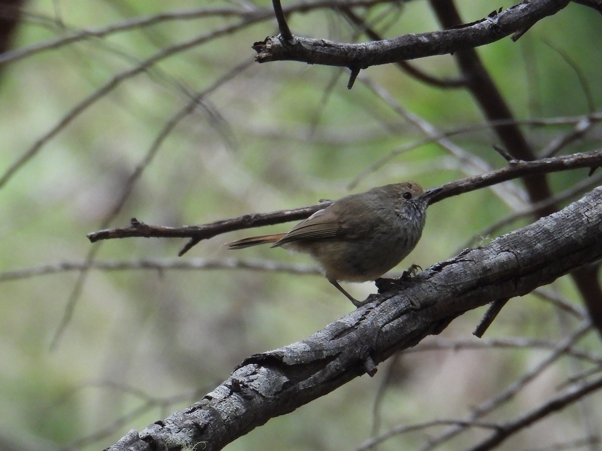 Acantiza Parda - ML645378887