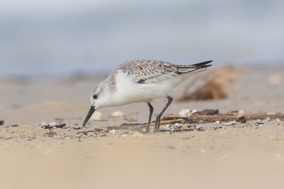 Correlimos Tridáctilo - ML645378890