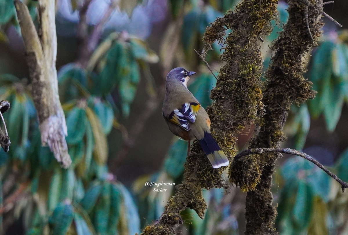 Charlatán Variegado - ML645378891