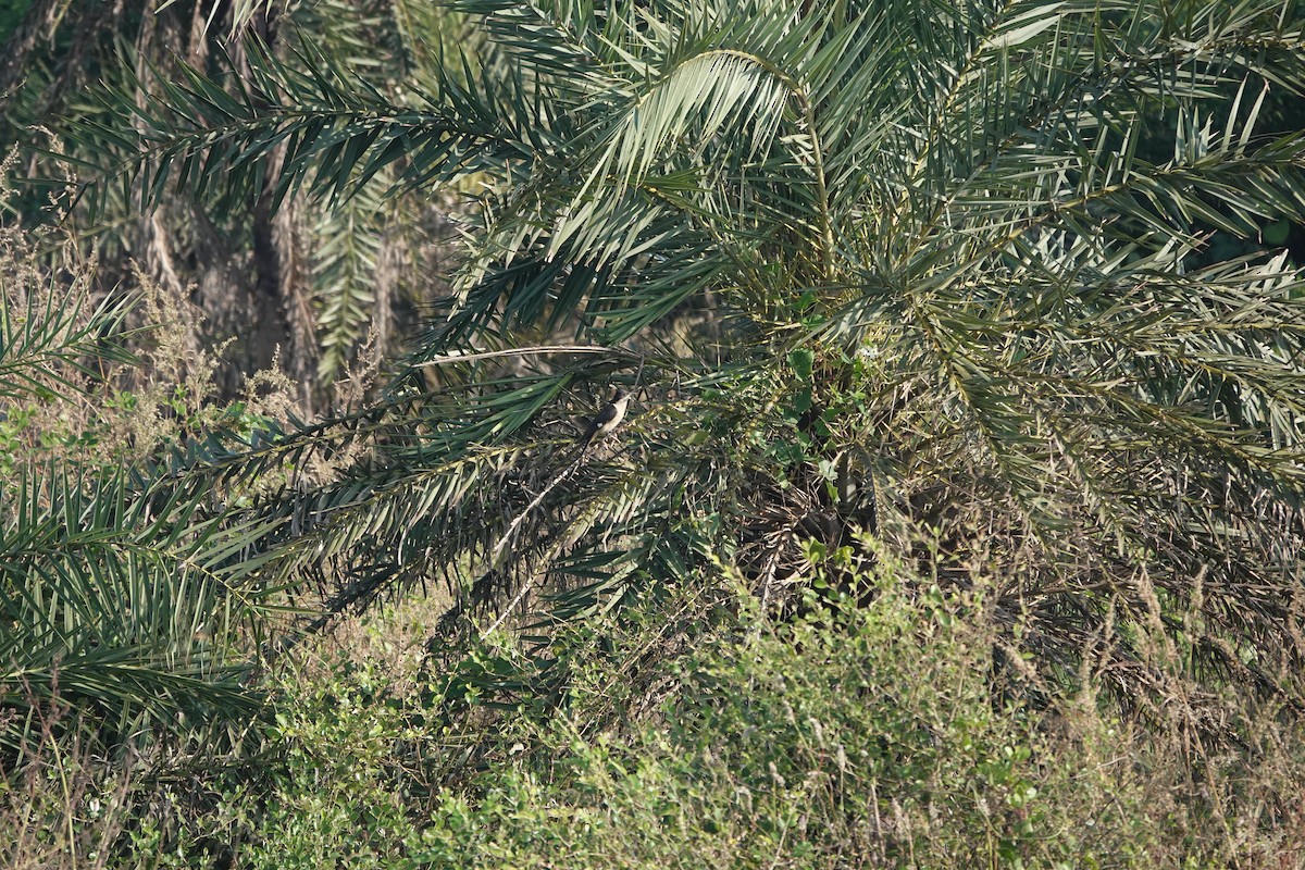 Críalo Blanquinegro - ML645378893