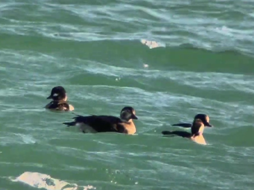 Pato Havelda - ML645378897