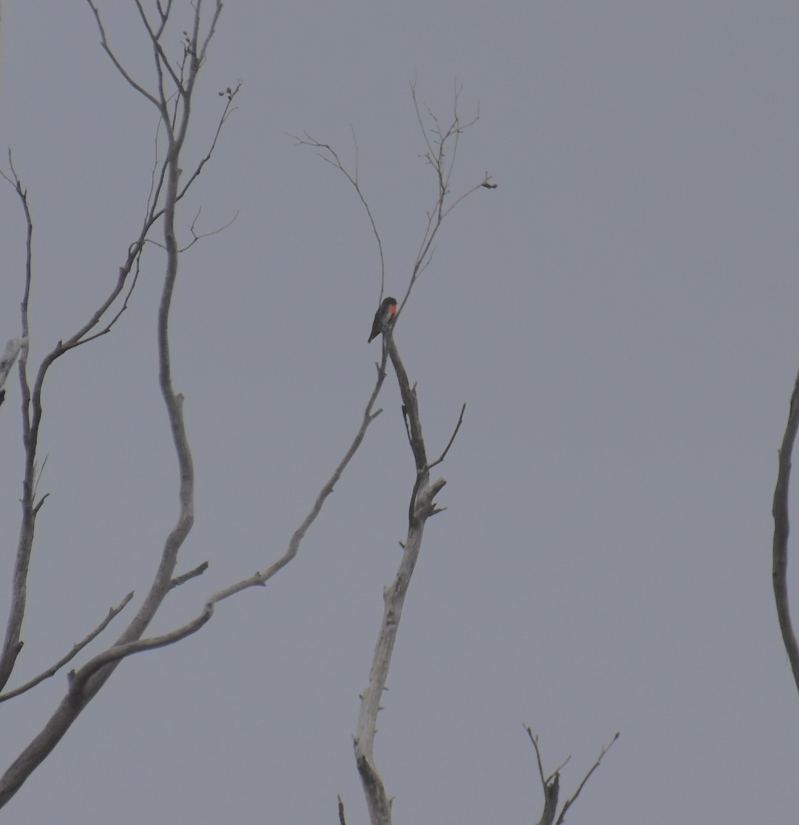 Picaflores Golondrina - ML645378900