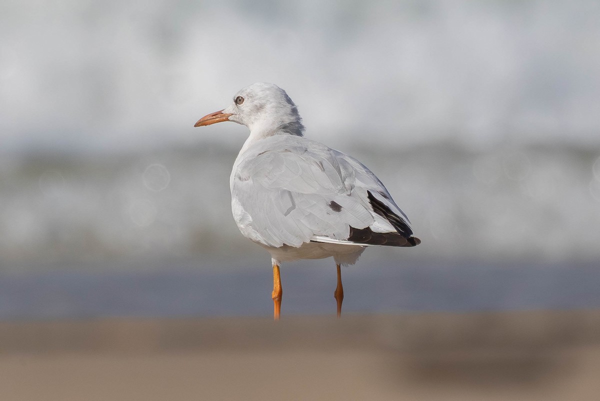 Gaviota Picofina - ML645378901