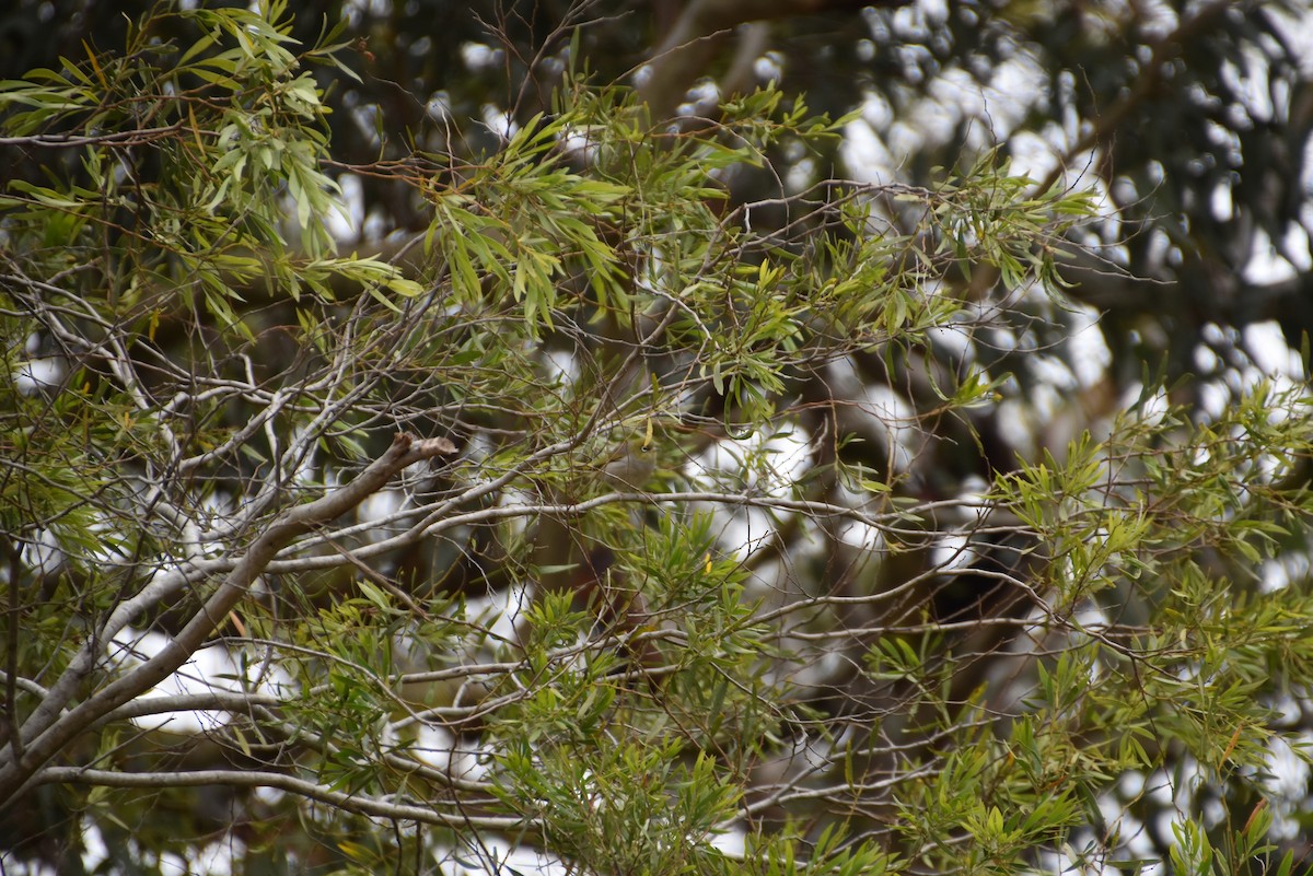 Anteojitos Dorsigrís - ML645378909