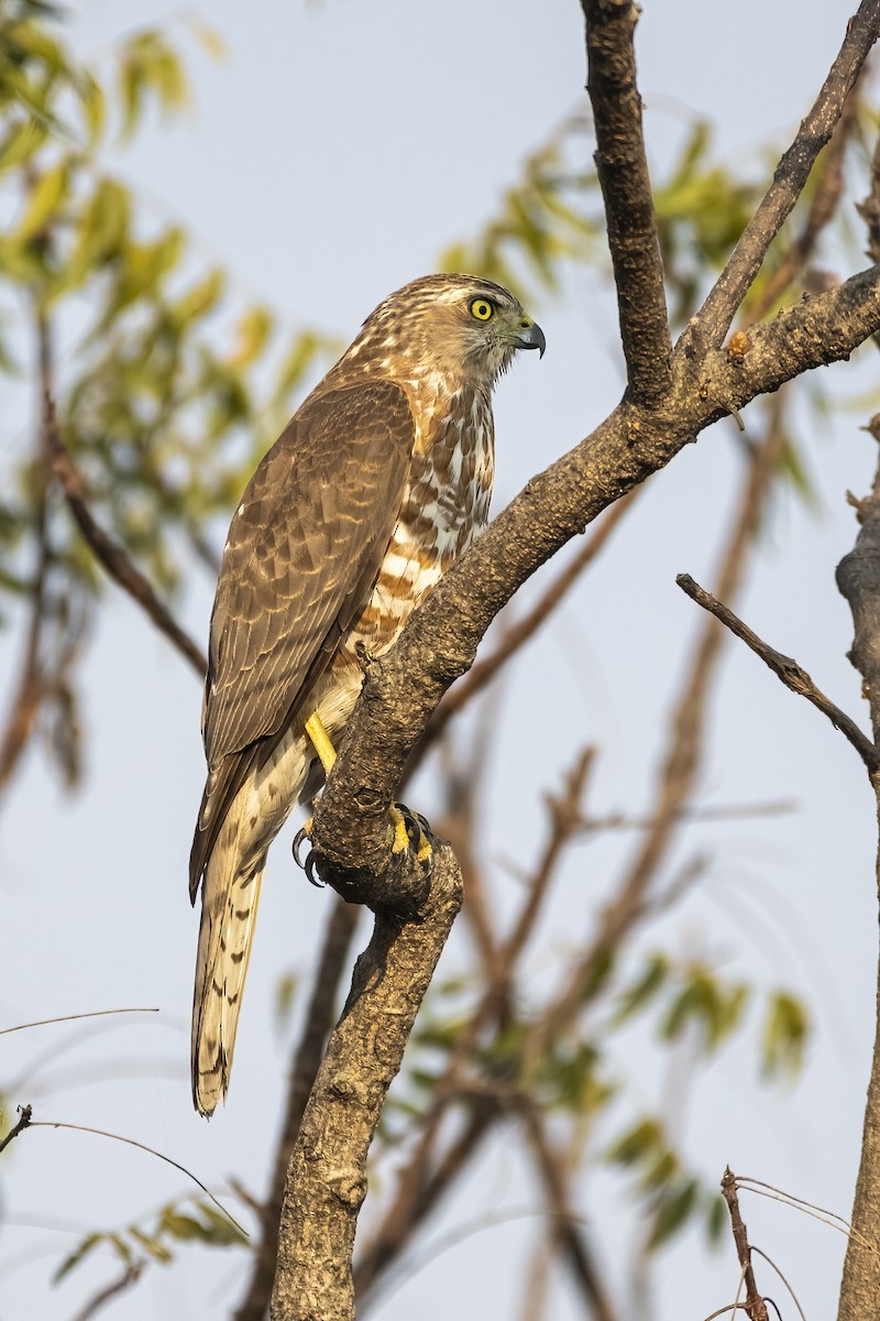 Gavilán Chikra - ML645378910