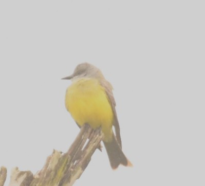 Tirano Melancólico - ML645378912