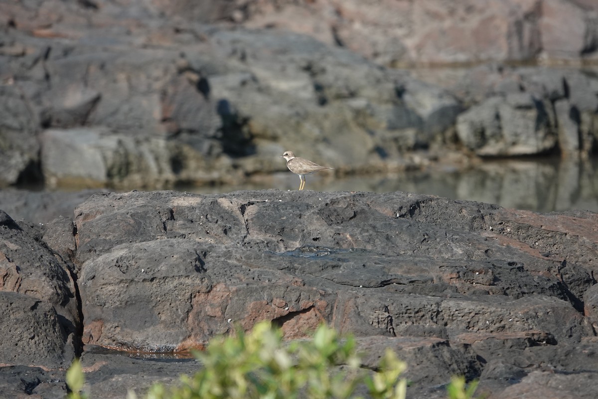 Chorlitejo Chico - ML645378915