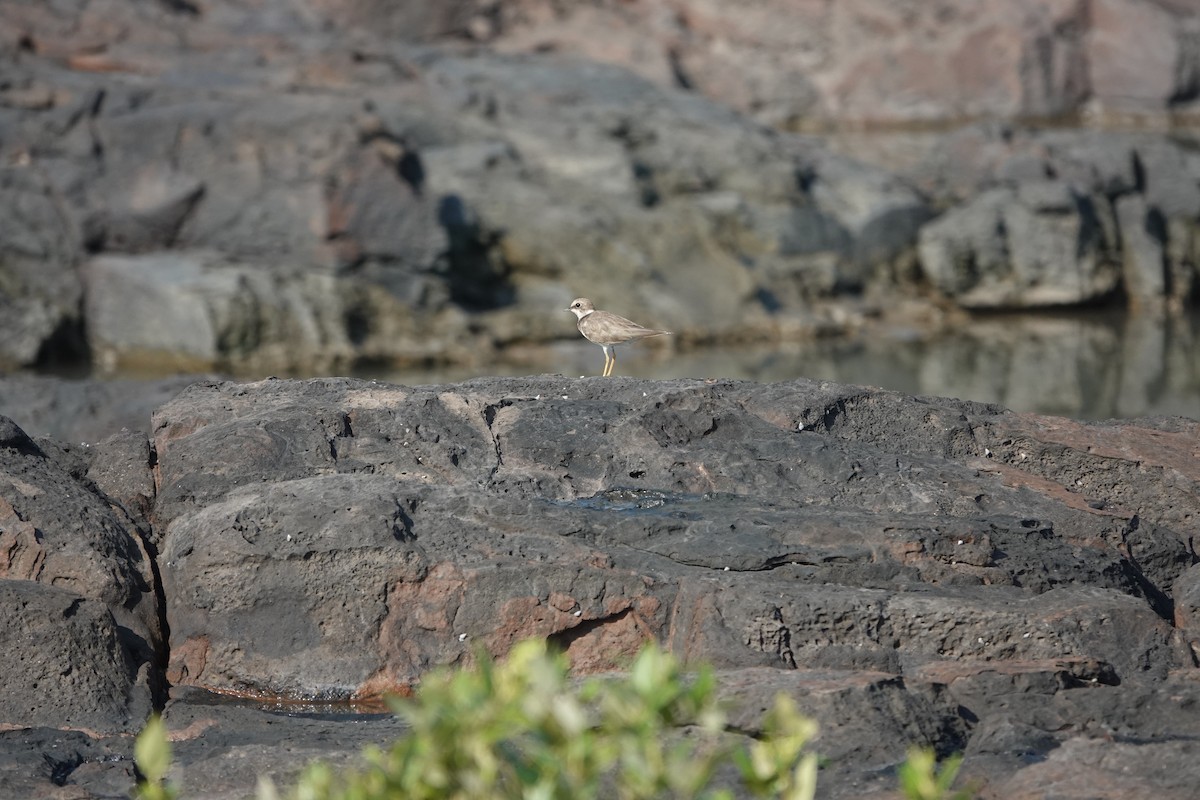 Chorlitejo Chico - ML645378916