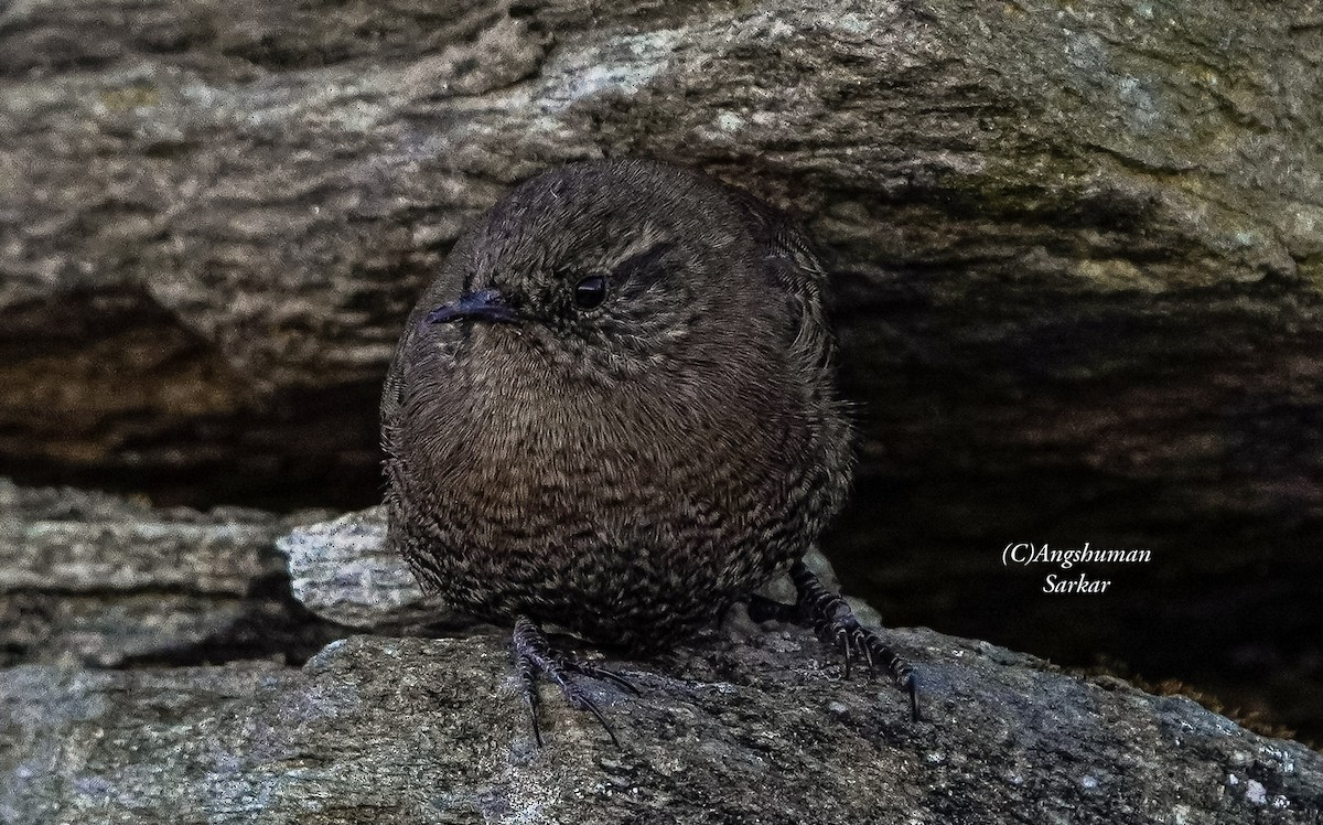 Chochín Paleártico - ML645378920