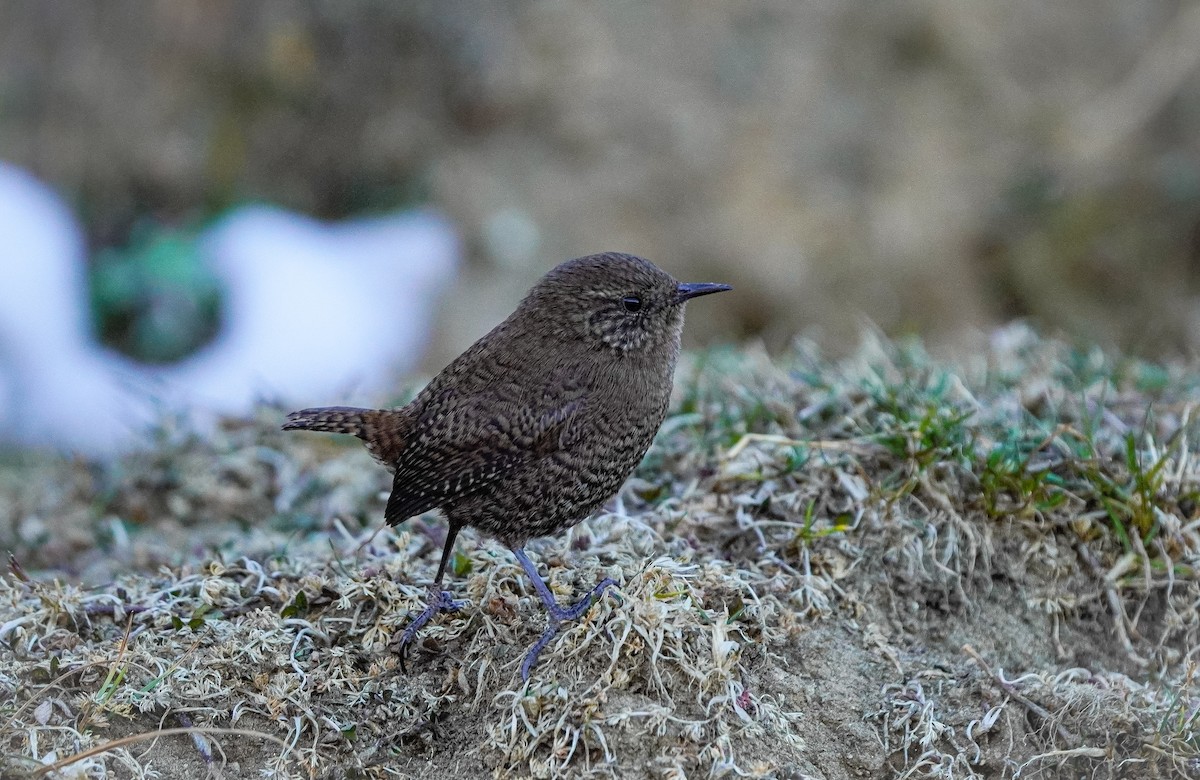 Chochín Paleártico - ML645378921