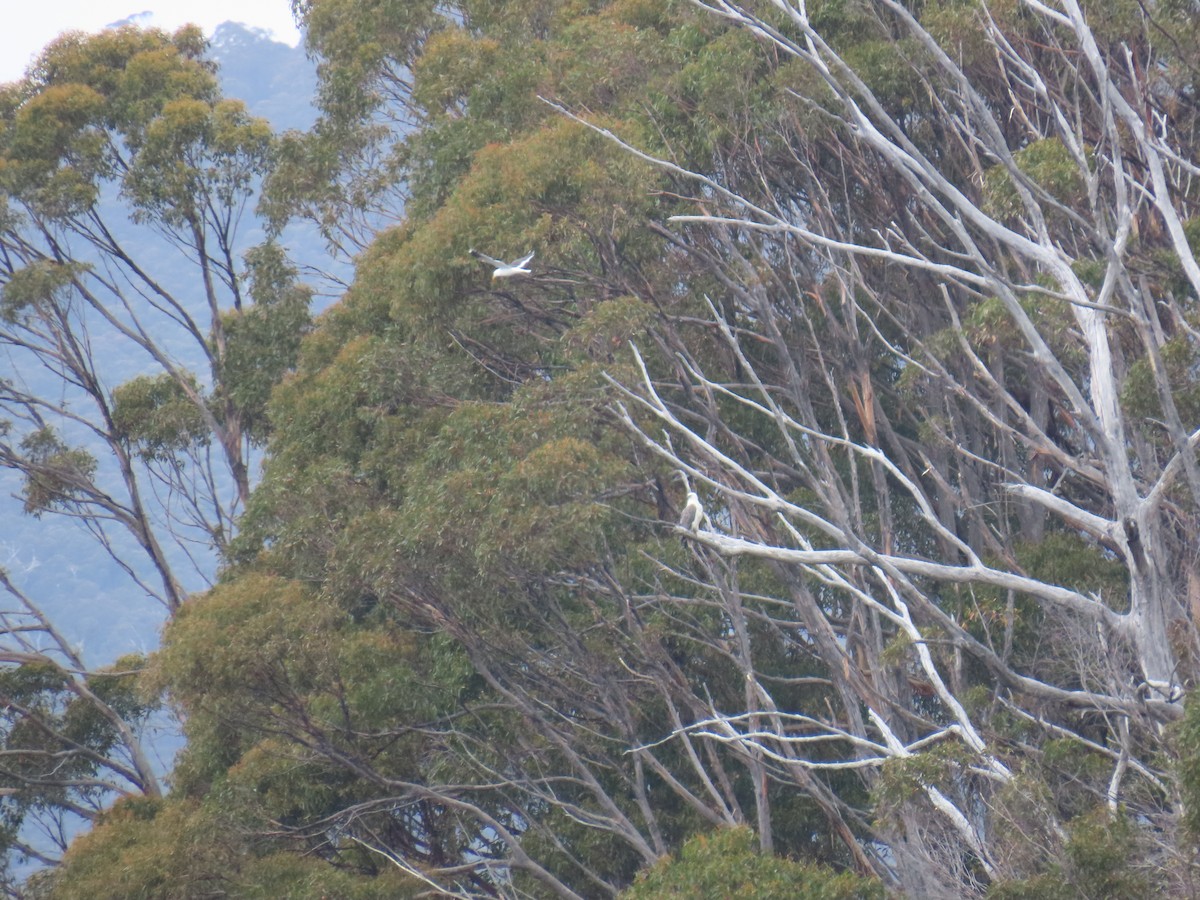 Kelp Gull - ML645378936