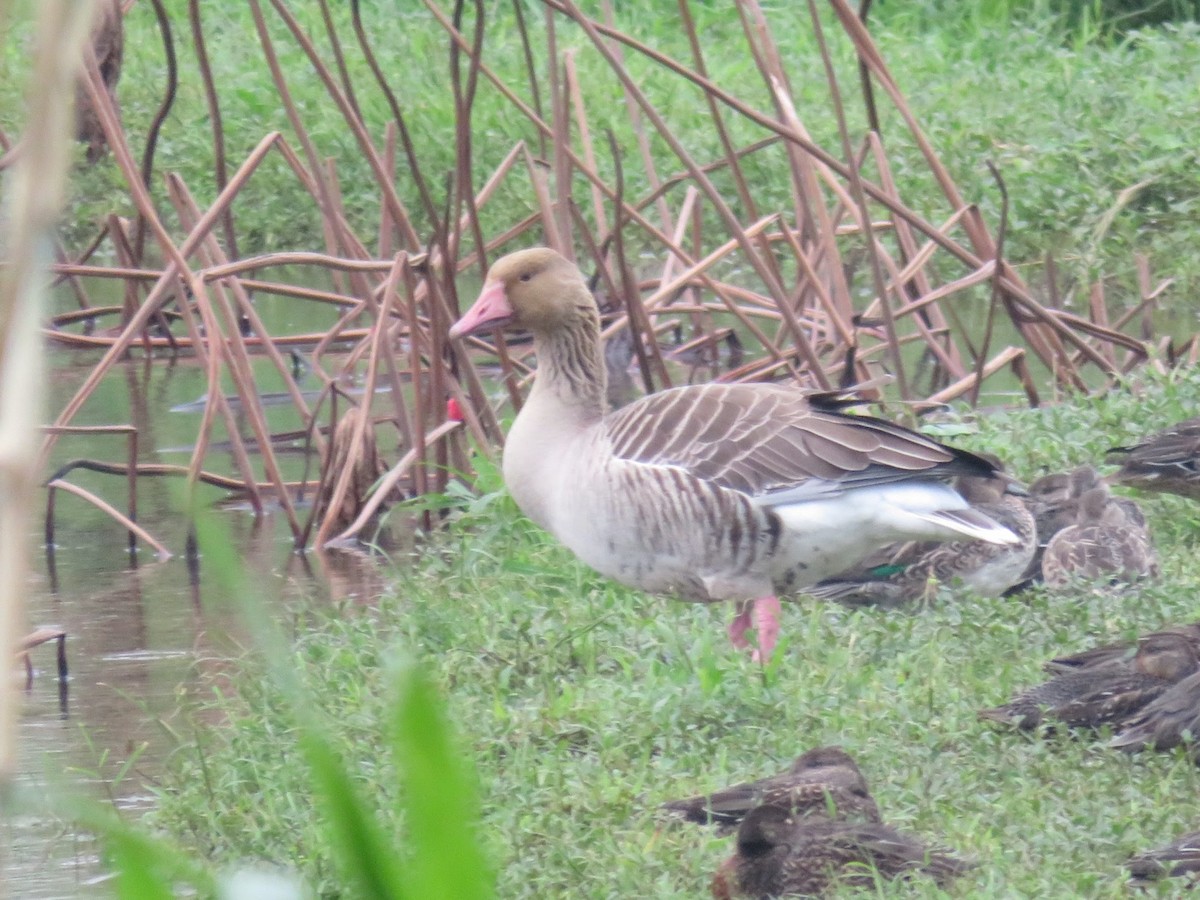 灰雁 - ML645378937