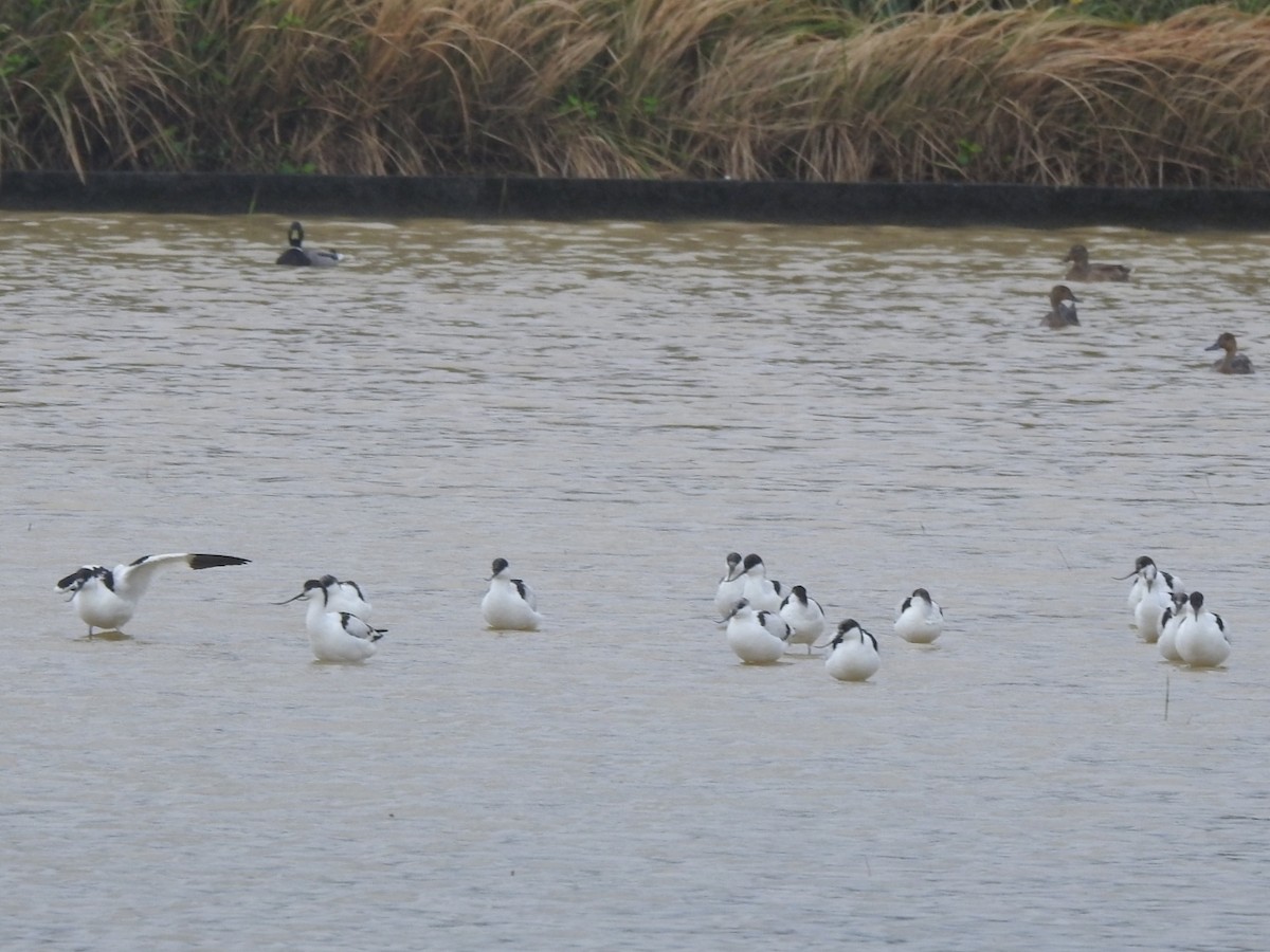 Pied Avocet - ML645378944