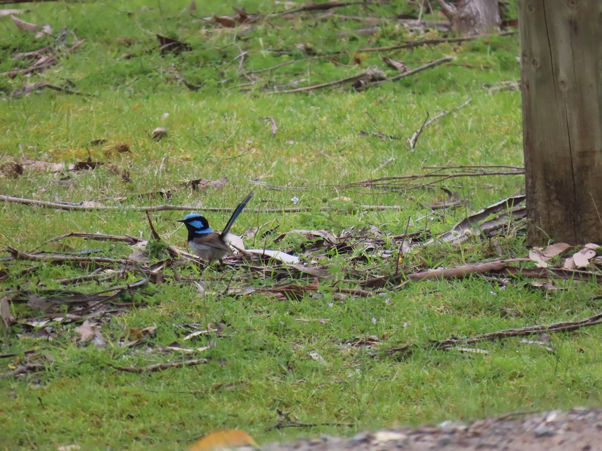 Superb Fairywren - ML645378947
