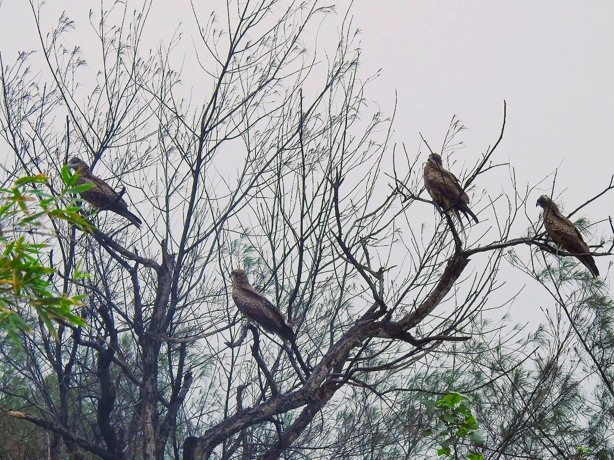 Black Kite - ML645378950