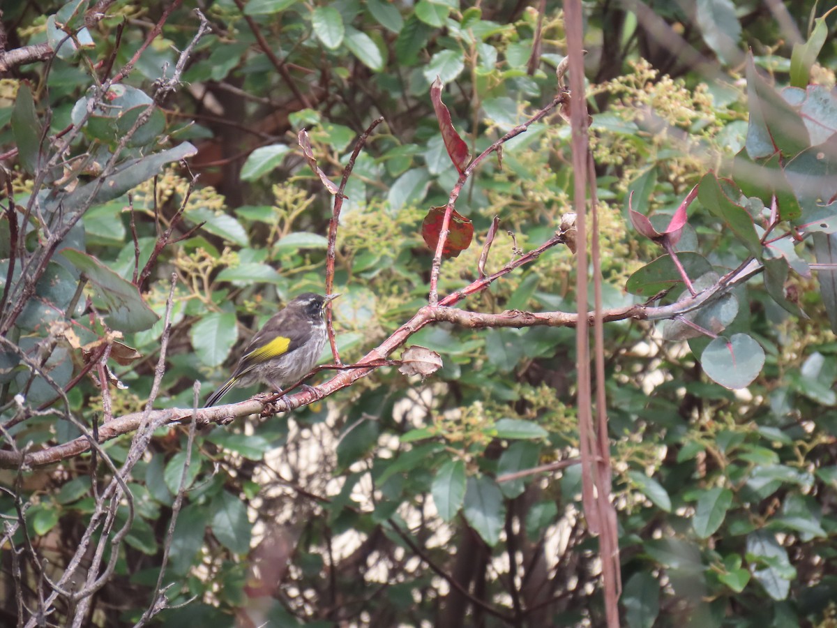 New Holland Honeyeater - ML645378951