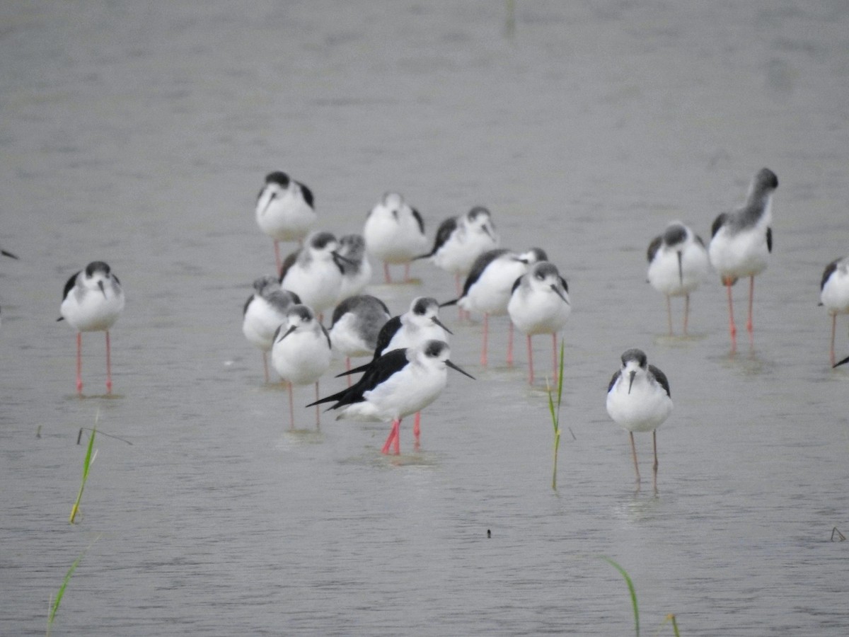 高蹺鴴 - ML645378952