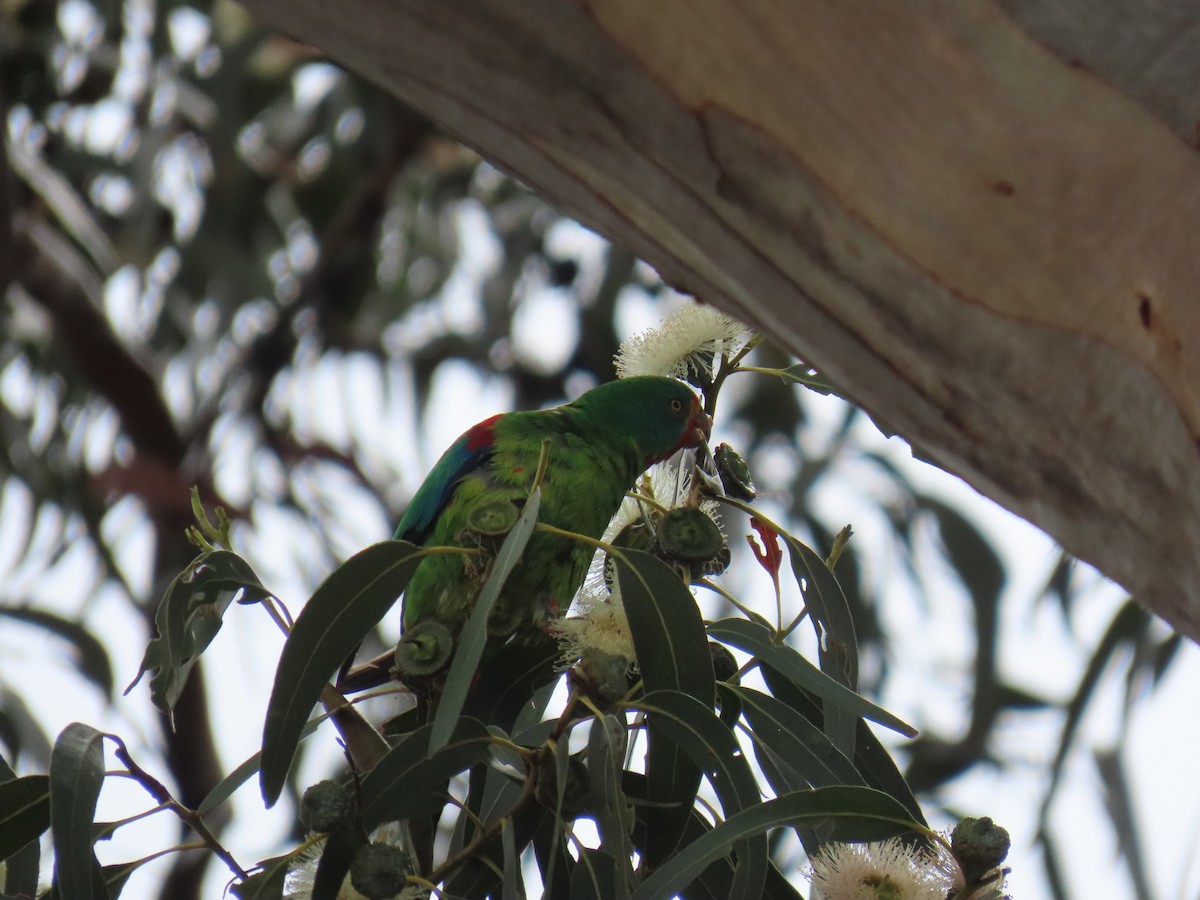 Swift Parrot - ML645378954