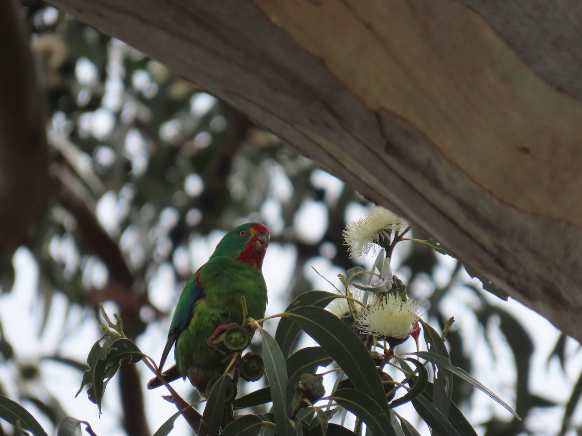 Swift Parrot - ML645378956
