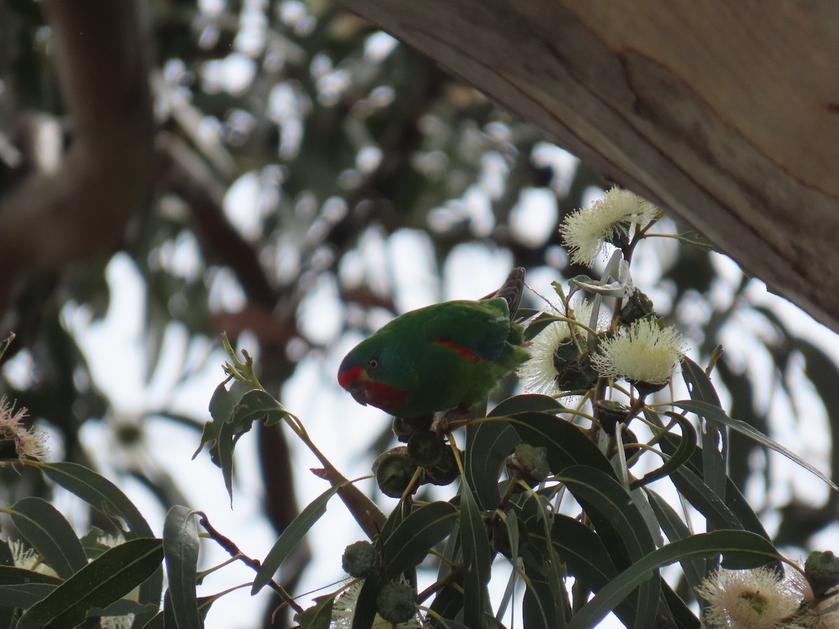 Swift Parrot - ML645378957