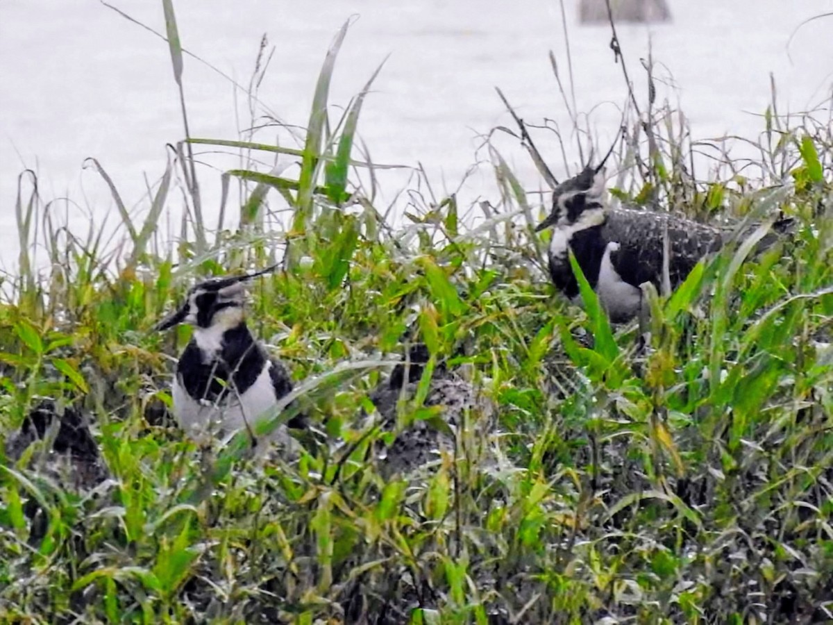 Northern Lapwing - ML645378962