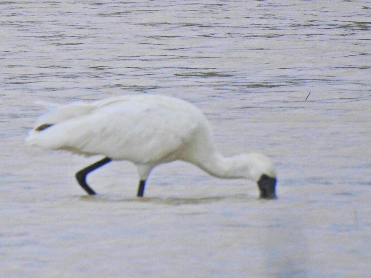 Black-faced Spoonbill - ML645378967