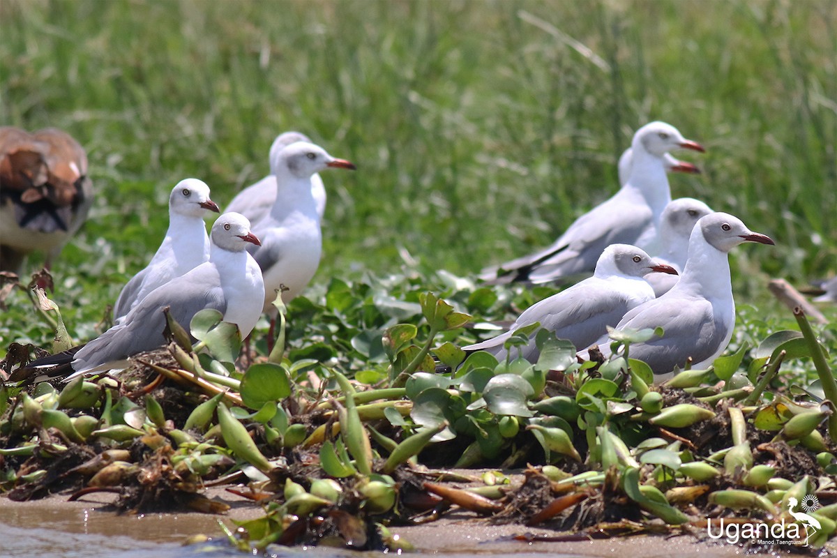 Мартин сіроголовий - ML645378970