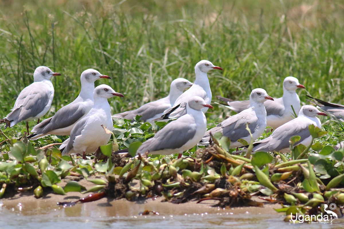 Мартин сіроголовий - ML645378971