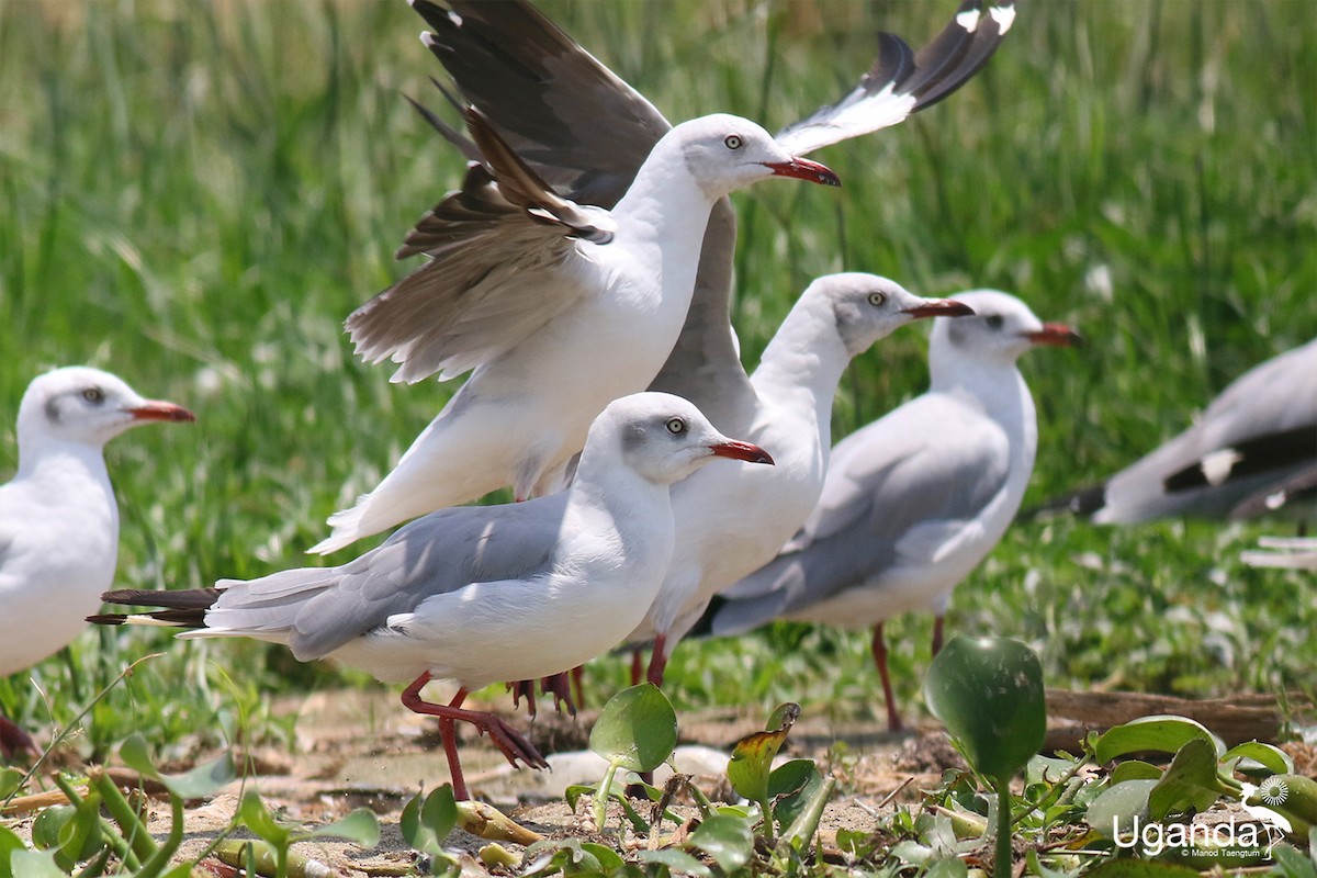Мартин сіроголовий - ML645378972