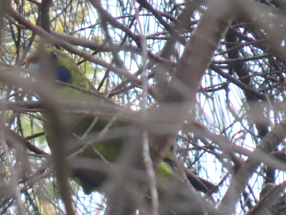 Green Rosella - ML645378980