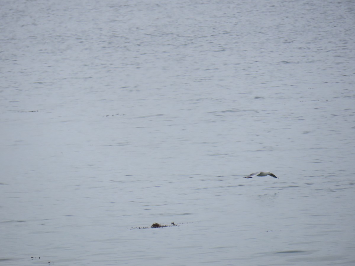 Silver Gull - ML645378986