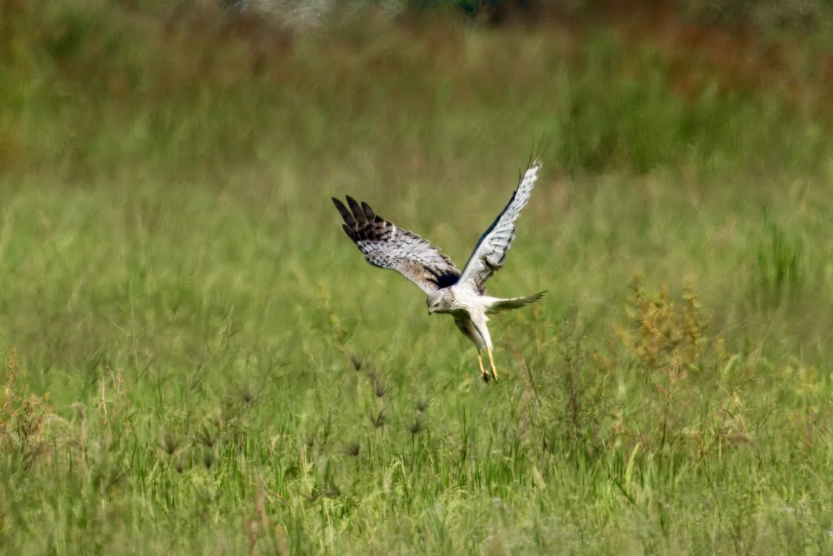 Eastern Marsh Harrier - ML645378988