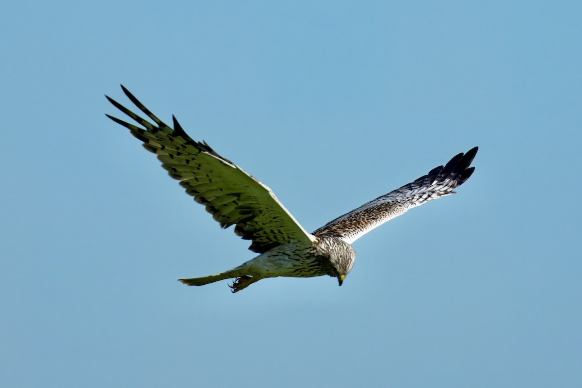 Eastern Marsh Harrier - ML645378989